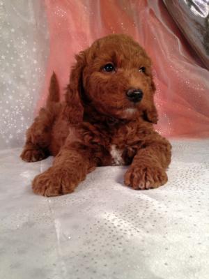 Dark Red Male Mini Goldendoodle Puppy for sale in Iowa.  Looking for mini goldendoodle Breeders in Illinois or Iowa? Try Iowa's top dog breeder!  